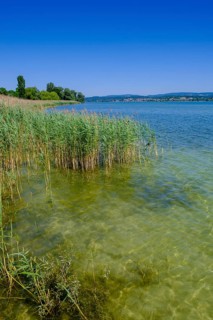 Lake Constance near Oberzell, Reichenau Island on Lake Constance, Baden-Württemberg, Germany,