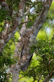 Great potoo, Nyctibius grandis, Amazon Basin, Brazil, South America