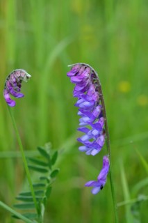 Common vetch (Vicia caracca), butterfly flower family (Fabaceae), blue flower at the edge of a