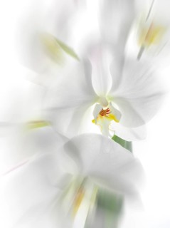 White orchid (Phalaenopsis), flowers, zoom effect