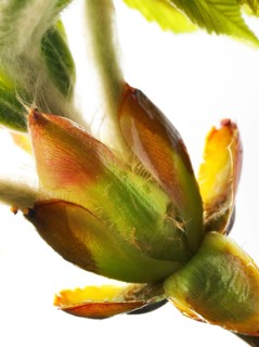 Chestnut, common horse-chestnut (Aesculus hippocastanum), sticky bud with young leaves, fine hairs