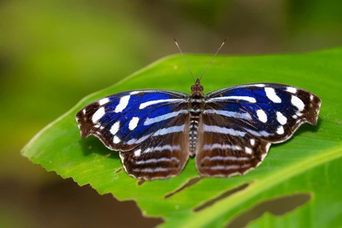 Spotted fritillary (Myscelia cyaniris), blue and white butterfly sitting on a leaf, Alajuela