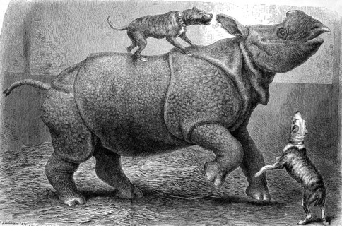 Rhinoceros in the zoo being harassed by playing dogs, Historical, digitally restored reproduction