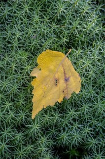 Autumnal birch leaf (Betula pendula) on common moss (Polytrichum commune), Emsland, Lower Saxony,