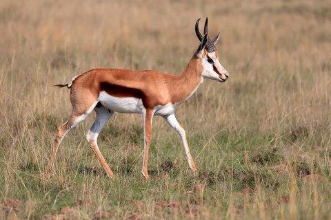 Springbok (Antidorcas marsupialis), adult, male, foraging, running, Mountain Zebra National Park,