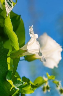 Close-up of a white flower with green leaves in the background and blue sky, Hopfengarten,