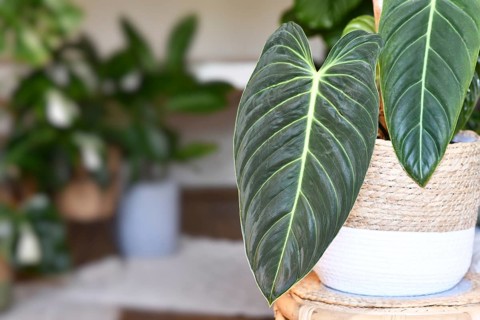 Exotic 'Philodendron Melanochrysum' houseplant with long velvet leaves in flower pot on table in