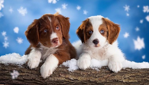 KI generated, dog, dogs, puppy, one, two, three, play, snow, winter, autumn leaves, blue sky,