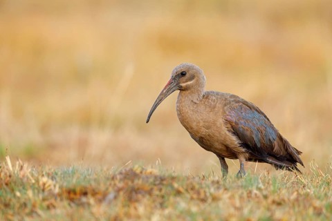 Hagedash, Hadada Ibis, (Bostrychia hagedash), Ibis, Wakkerstrom surroundings, Wakkerstrom,