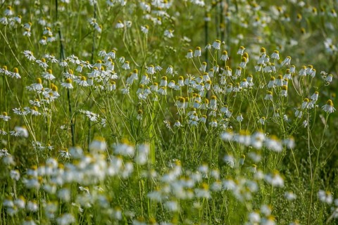 A field full of blooming camomile flowers in a green meadow under bright sunlight, Münsterland,