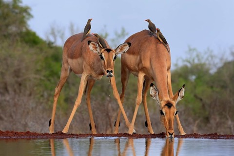 Black heeler antelope (Aepyceros melampus), adult, female, two females, at the water, drinking,