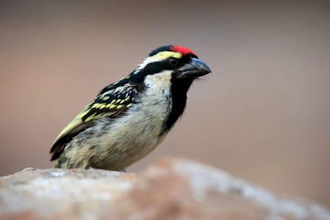 Red-fronted Barbet (Tricholaema leucomelas), adult, on rocks, Mountain Zebra National Park, Eastern