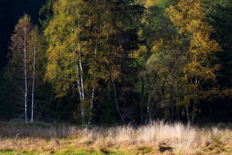 Downy birches (Betula pubescens) in autumn, morning light, Klosterfilz Moor, Bavarian Forest