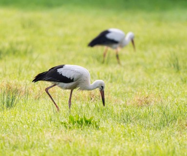 White storks (Ciconia ciconia) foraging in a meadow in the early morning, dew beads on the grass,