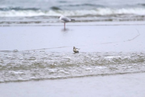 Sanderling Limikole, Usedom, September, Mecklenburg-Western Pomerania, Germany, Europe