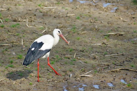 Stork on a field, spring, Wendland, Hitzacker, Lower Saxony, Germany, Europe