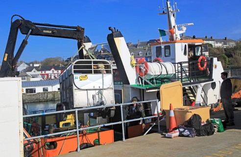 Cow being unloaded from Cape Clear ferry Baltimore harbour, County Cork, Ireland, Irish Republic,