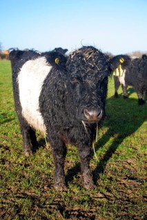 Rare breed Belted Galloway beef cattle herd at Lux farm, Kesgrave, Suffolk, England, United