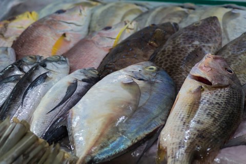 Various types of fresh sea fish on the market