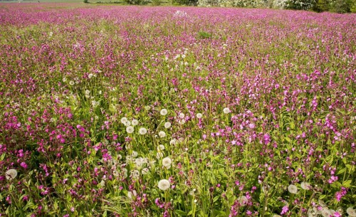 Red campion, Silene dioica, flowering chalk upland grassland Salisbury Plain, near Tilshead,