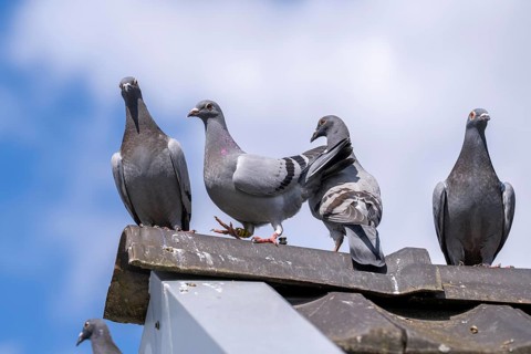 Carrier pigeons, on a pigeon loft, pigeon fancier, Mülheim, North Rhine-Westphalia, Germany, Europe