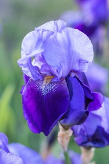 Colorful purple irises in a botanical garden