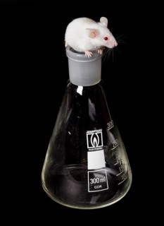 One small white laboratory mouse on the glass flask