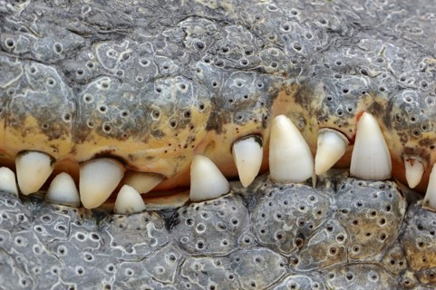 Nile crocodile (Crocodylus niloticus), teeth, captive, occurring in Africa