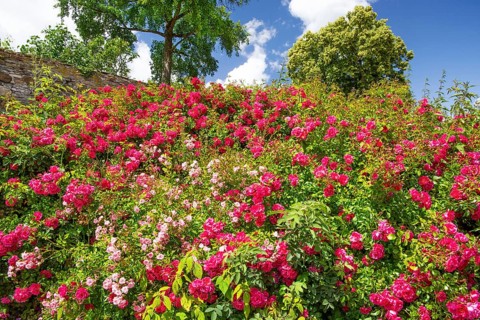 Rose blossom in the garden of Hämelschenburg Castle, Weser Renaissance castle, municipality of