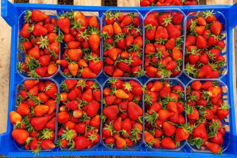 Harvest of strawberries, strawberry cultivation in the open, under a foil tunnel, young strawberry
