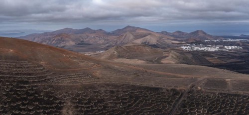Grapevines growing in black volcanic soil in protected enclosed pits, La Geria, Lanzarote, Canary