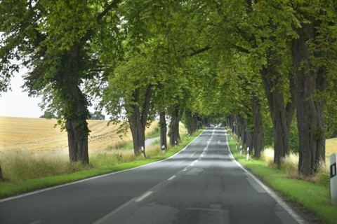 Chestnut avenue (Castanea) on a country road, Mecklenburg-Western Pomerania, Germany, Europe