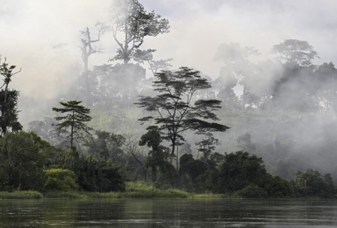 Fog over the rainforest along the Sangha River, Dzanga-Sangha Complex of Protected Areas (DSPAC),