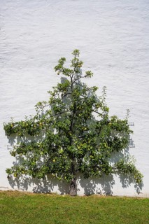 A pear tree, espalier fruit growing on a house wall, Salem Castle, former imperial abbey, former