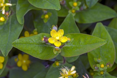 Flower of St John's wort (Hypericum erectum), Bavaria, Germany, Europe