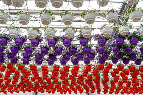 Horticultural business, flower pots, so-called petunia ampel, grow in a greenhouse, under the glass