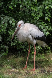 Maguari stork (Ciconia maguari), Vogelpark Walsrode, Lower Saxony, Germany, Europe