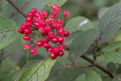 Viburnum lantana (Viburnum lanatum), Emsland, Lower Saxony, Germany, Europe