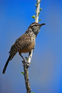 Cactus wren (Campylorhynchus brunneicapillus), adult, on wait, Sonora Desert, Arizona, North