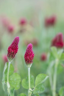 Incarnate clover (Trifolium incarnatum), Emsland, Lower Saxony, Germany, Europe
