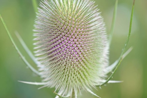 Wild teasel (Dipsacus fullonum), inflorescence in front of flowering, close-up, North