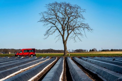 Agriculture on the Lower Rhine, early season, asparagus cultivation in spring, under plastic