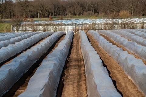 Agriculture on the Lower Rhine, early season, asparagus cultivation in spring, under plastic