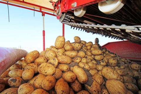 Farmer Hartmut Magin from Mutterstadt harvesting early potatoes in the Palatinate (Mutterstadt,