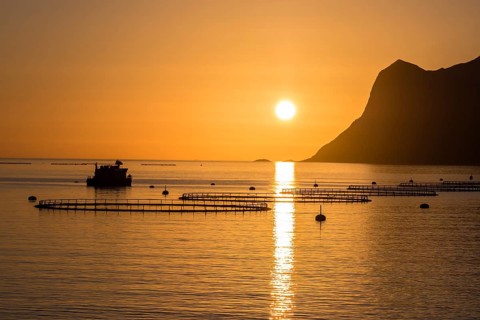 Salmon farm in fjord Mefjord, sunset over sea and mountain range, summer evening, salmon, Senja,