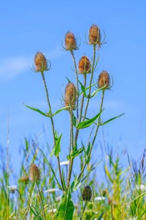 Wild teasel, fuller's teasel (Dipsacus fullonum, Dipsacus sylvestris) flower heads against blue sky
