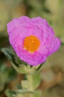 White-leaved rock rose (Cistus albidus), flower, Provence, southern France