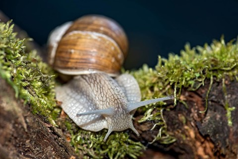 Burgundy snail (Helix pomatia) crawling over moss-covered dead wood, Hesse, Germany, Europe
