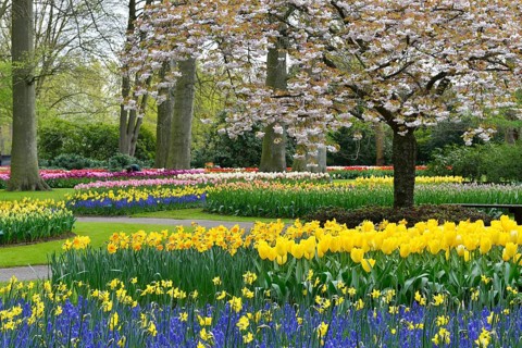 Tulips (Tulipa), daffodils (Narcissus) and grape hyacinths (Muscari) at Keukenhof, Lisse, South