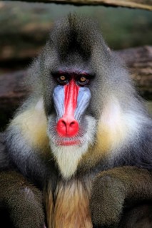 Mandrill (Mandrillus sphinx), adult, male, portrait